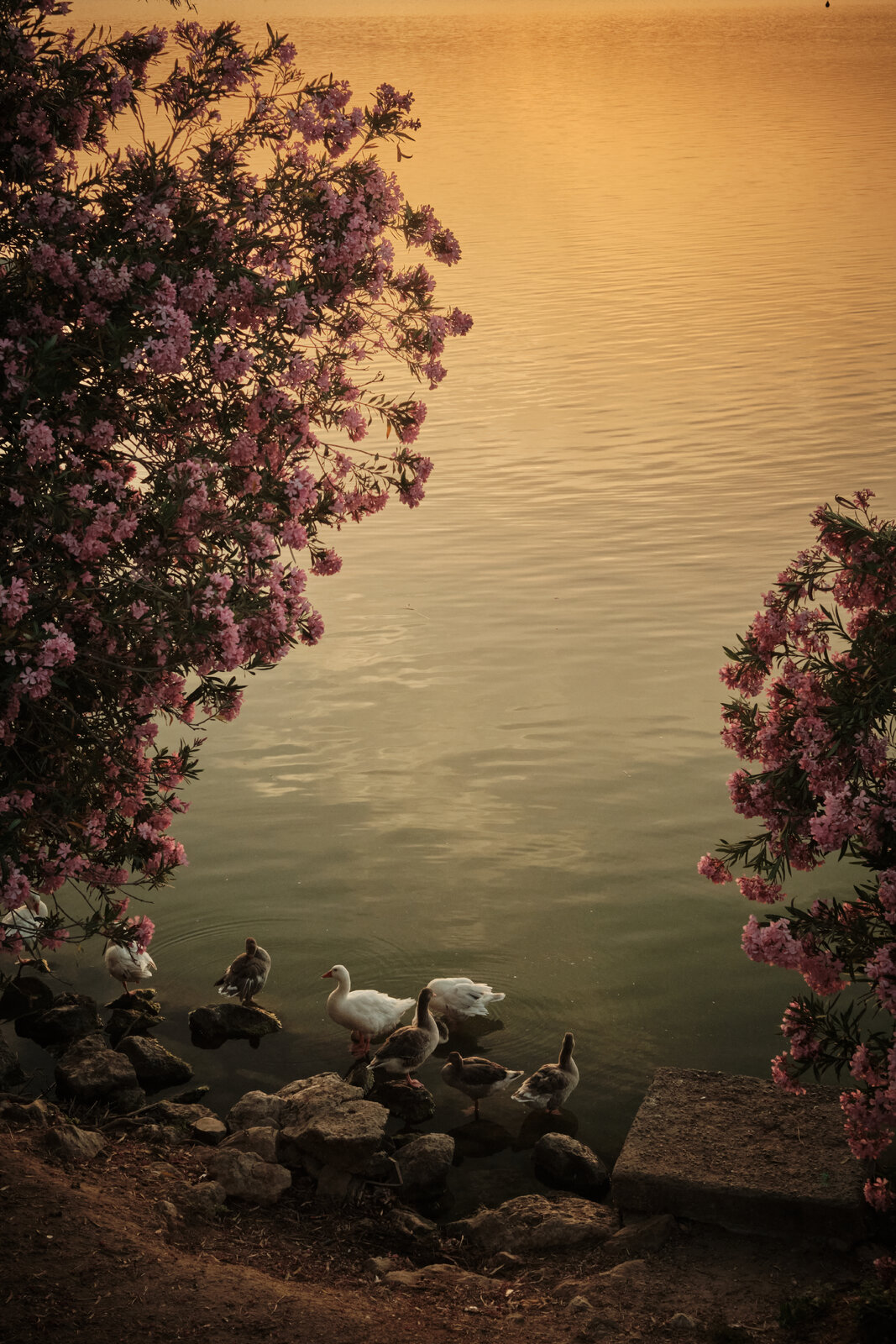 DSCF0793 1.jpg