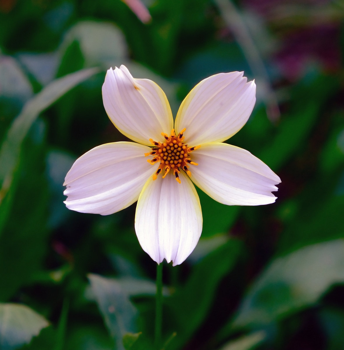 Una florecilla de bardial ("sebe")