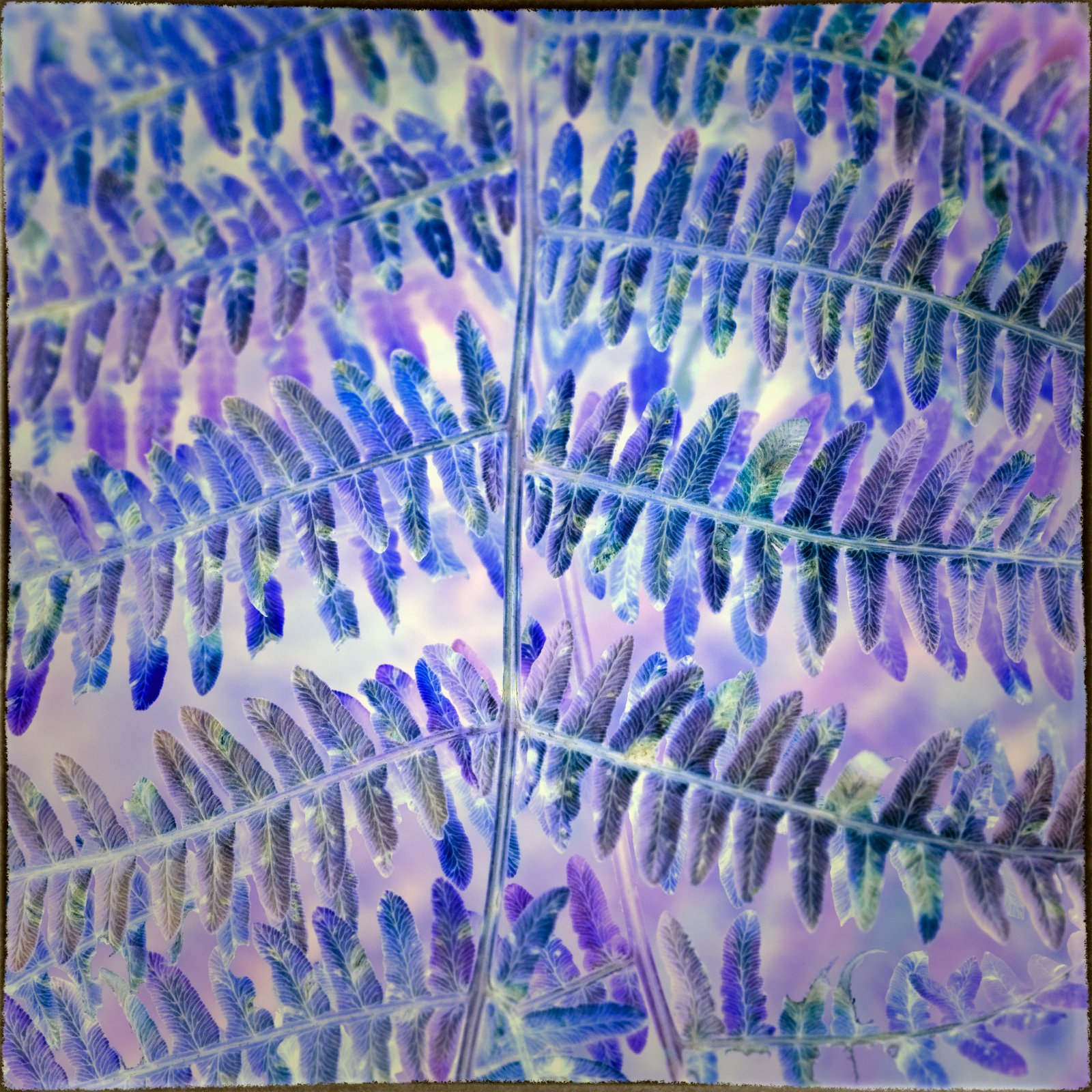 DSCF0803-1.jpg