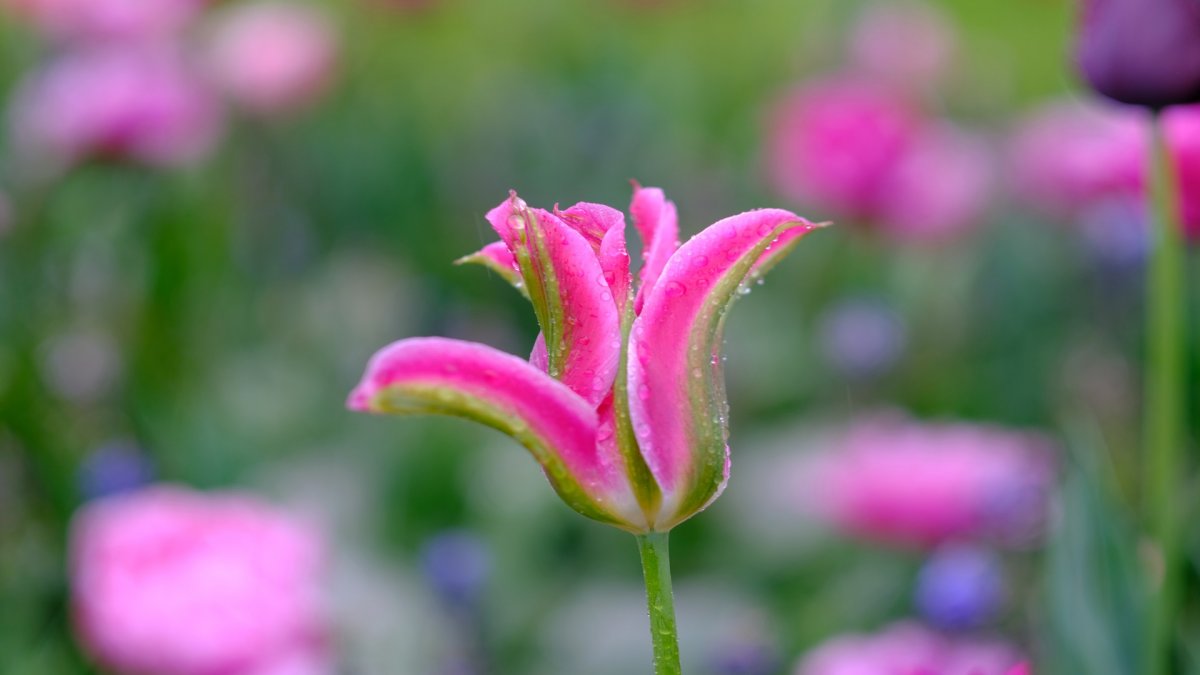 Retrato de un tulipán