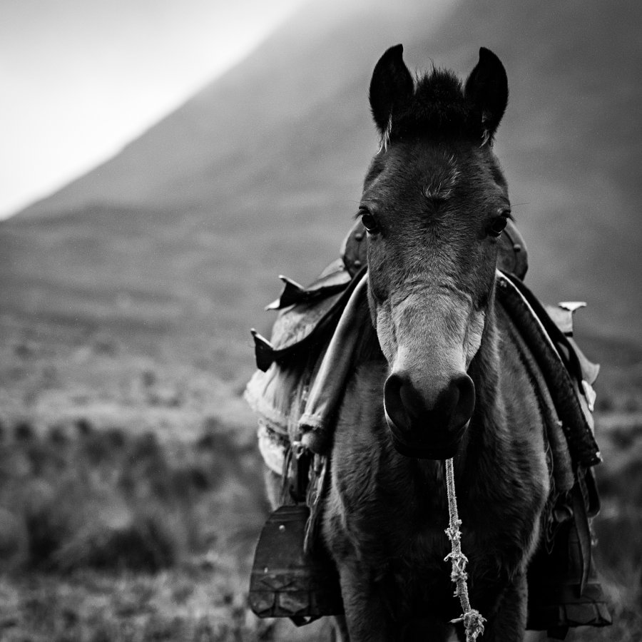 Un caballito