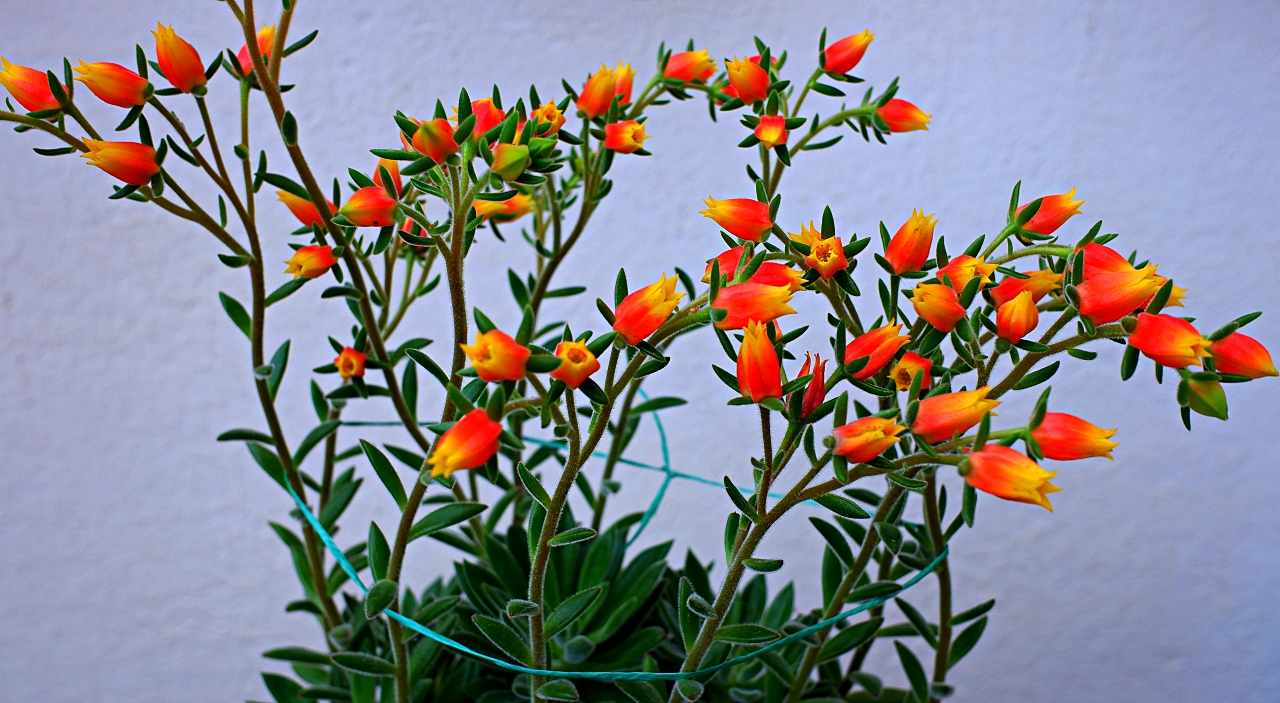 DSCF1538.JPG