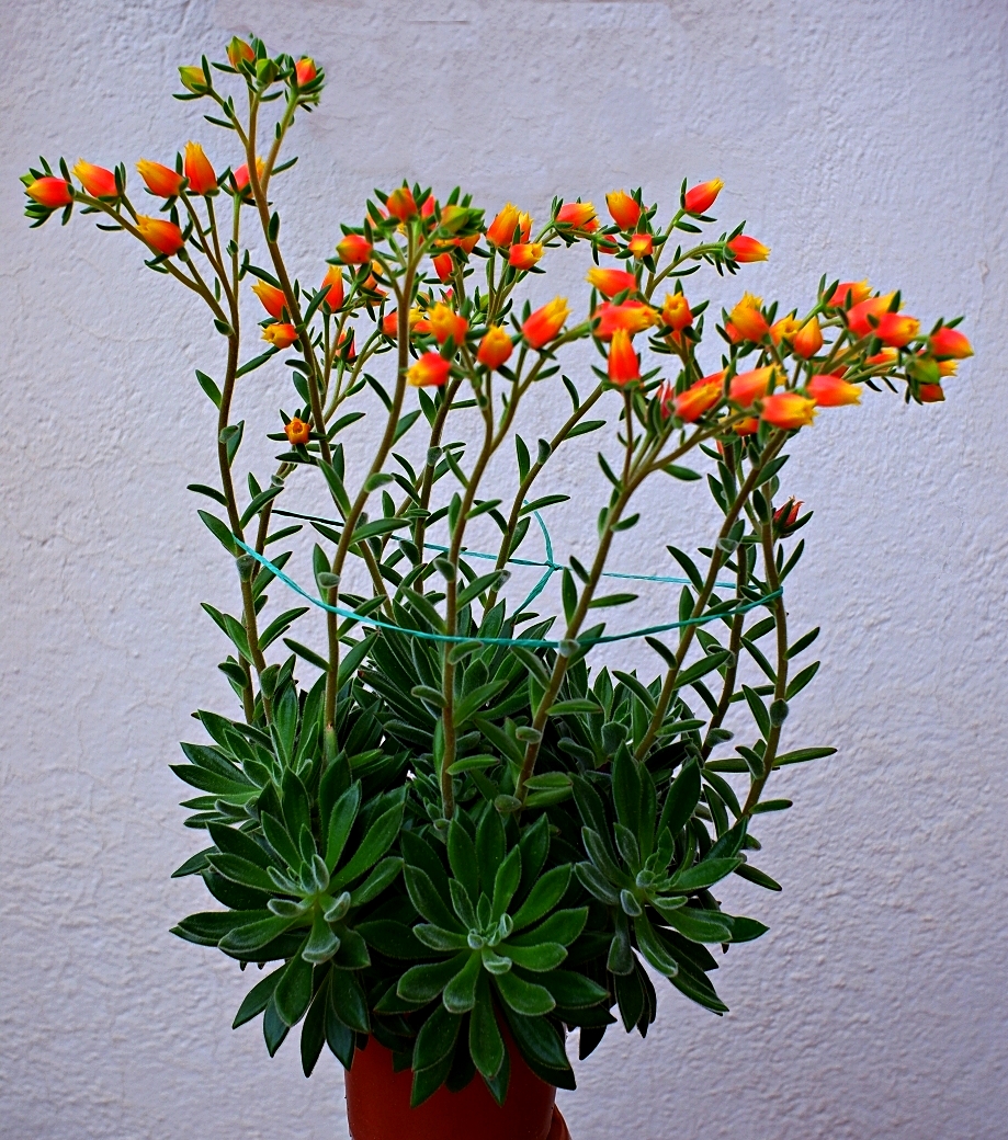 DSCF1539.JPG