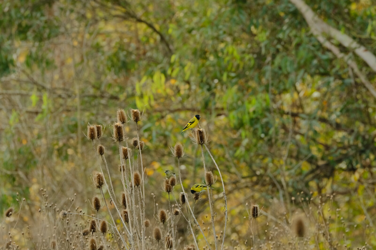 Spinus magellanicus