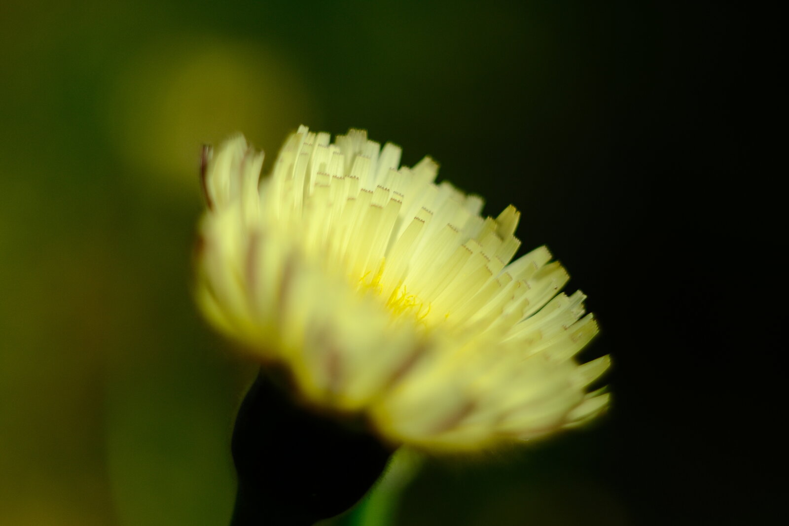 DSCF1574.JPG