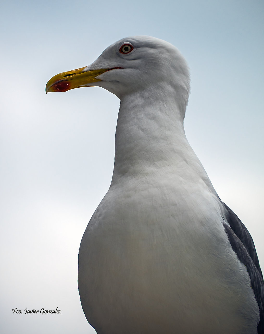 Gaviota