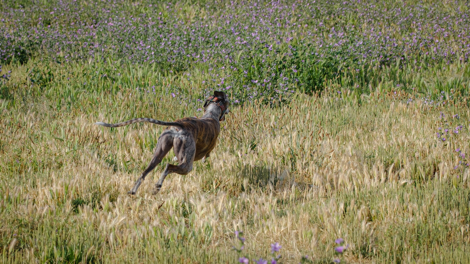 DSCF2625.jpg