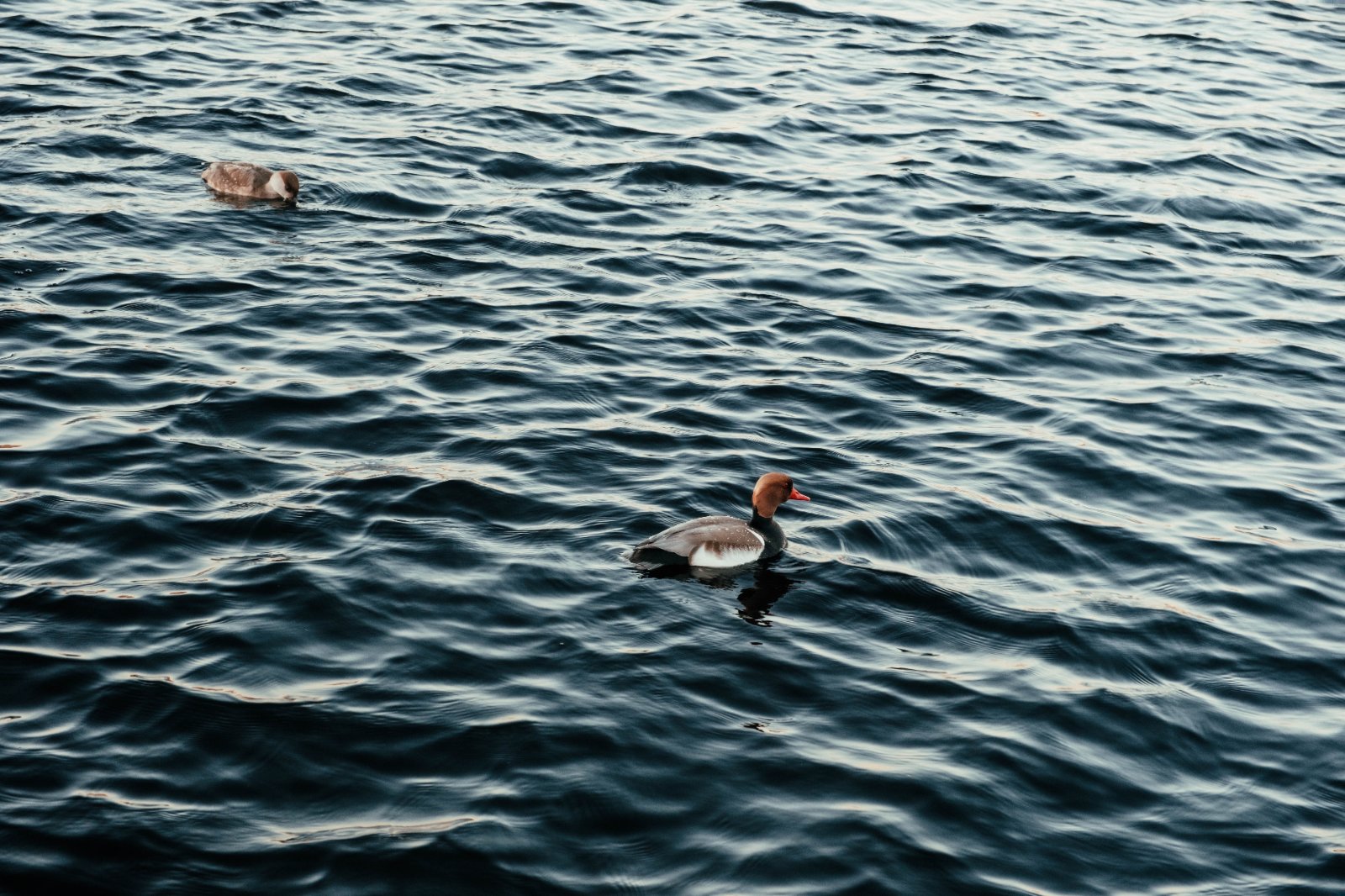 DSCF2717.jpg