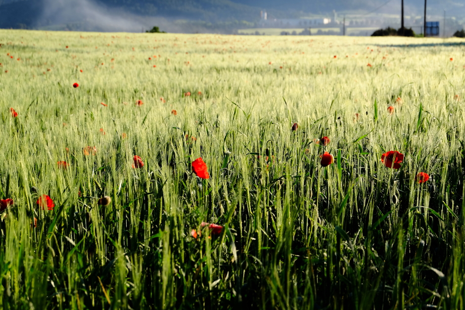 Luz sobre un campo de trigo y amapolas