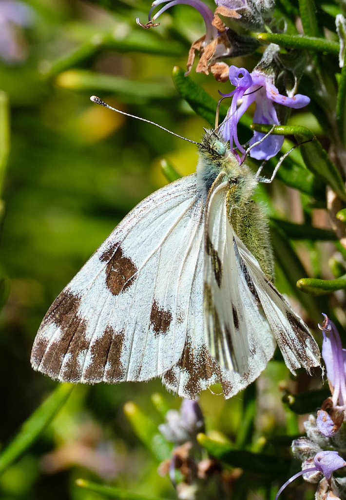 Mi buffet libre: Parte 3 - La lengua de las mariposas