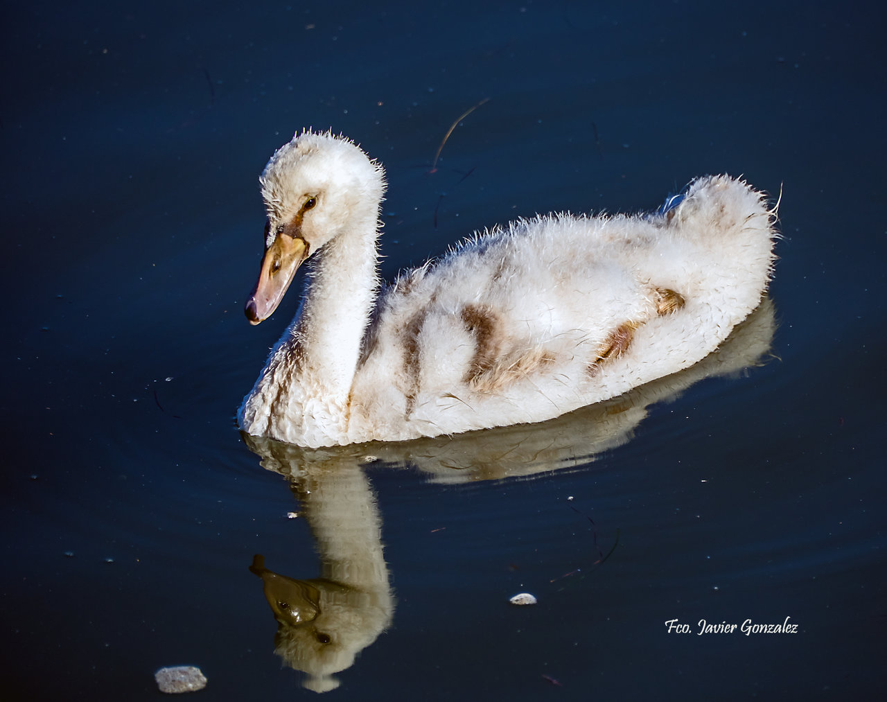 El patito feo