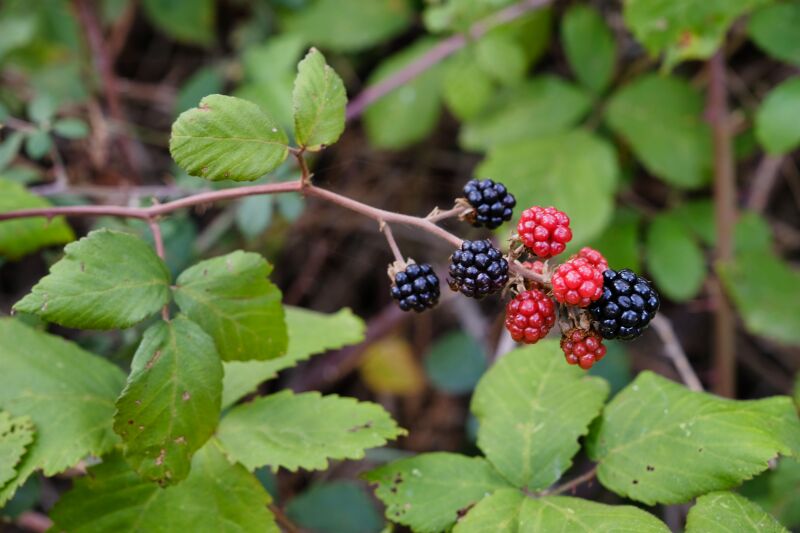 Tiempo de moras