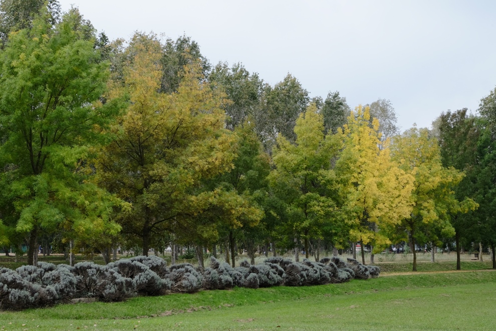 los colores del otoño