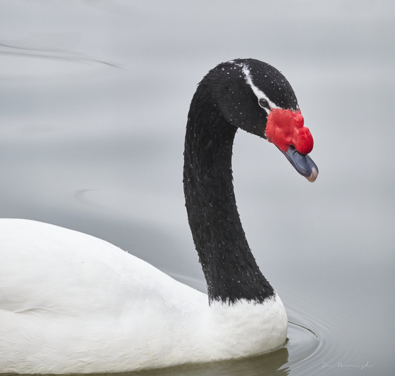 Retrato de un cisne cuellinegro