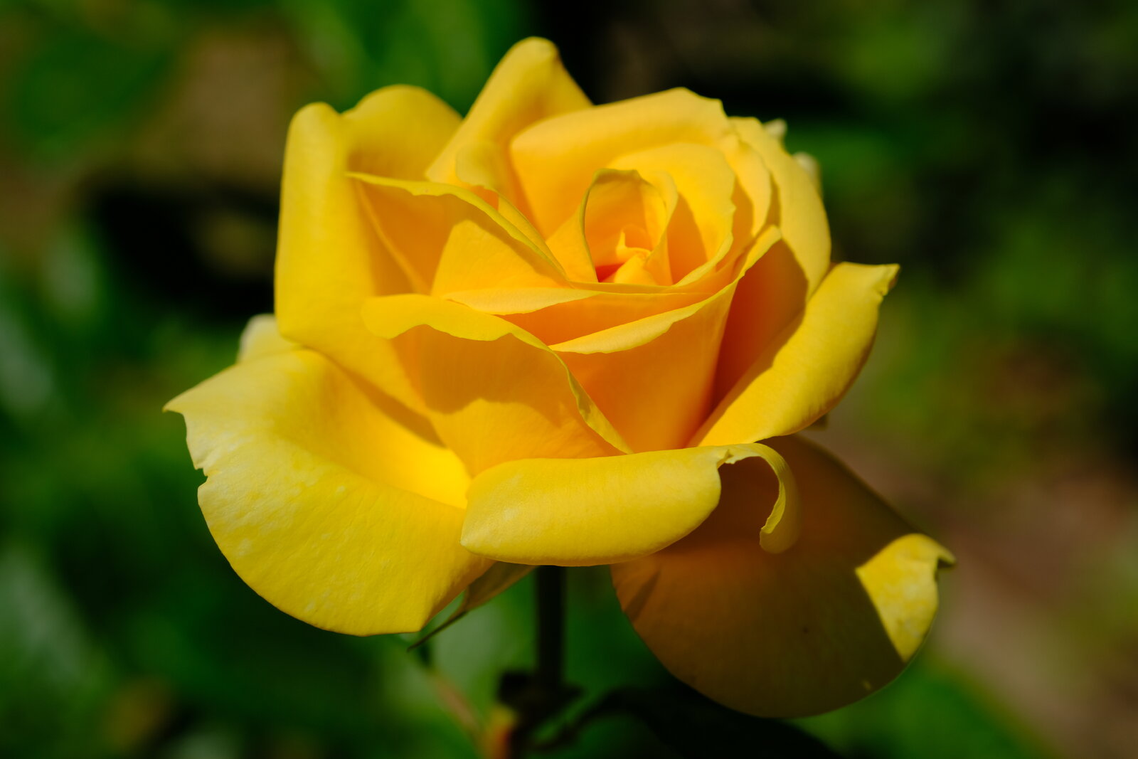 DSCF4617.JPG