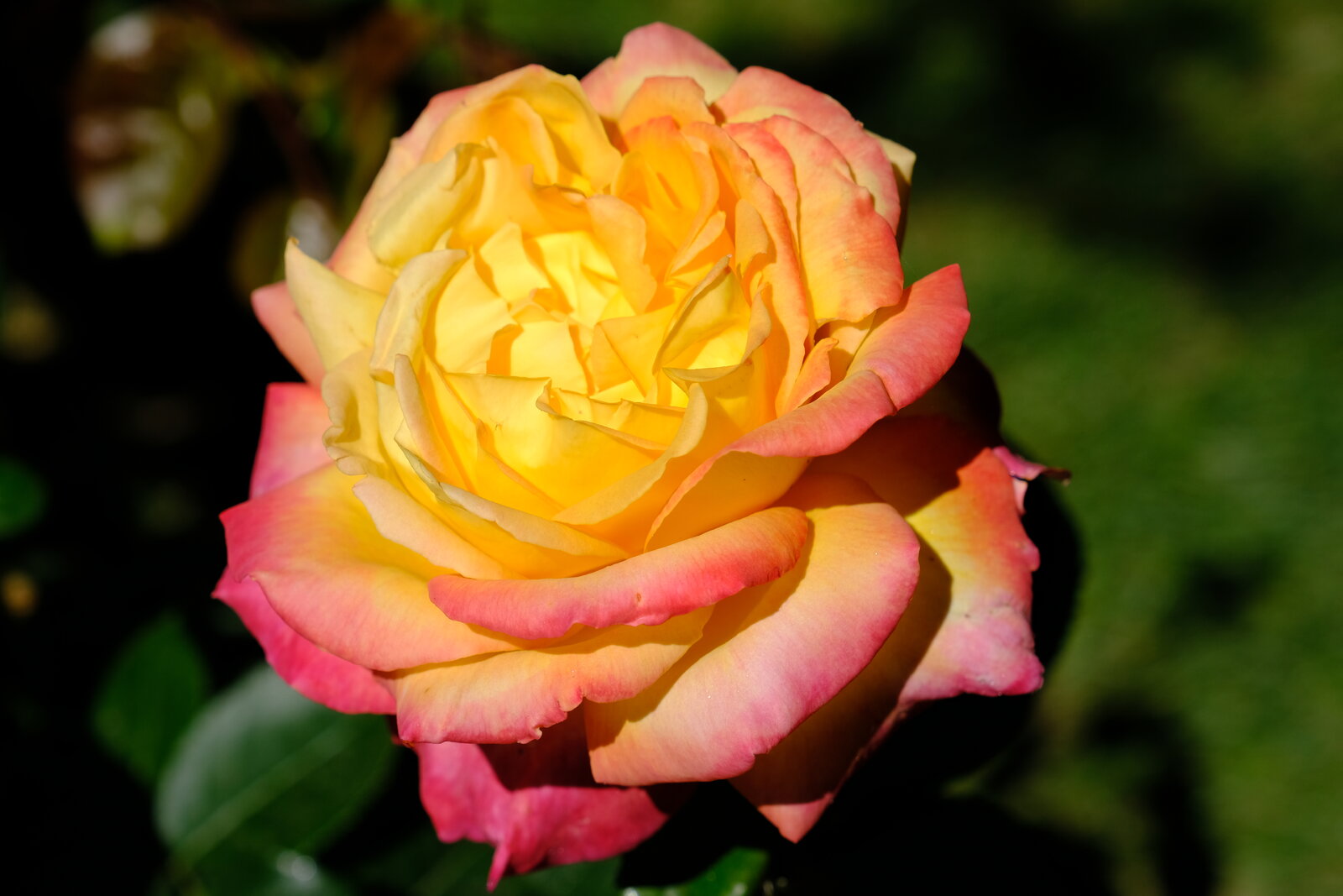 DSCF4806.JPG