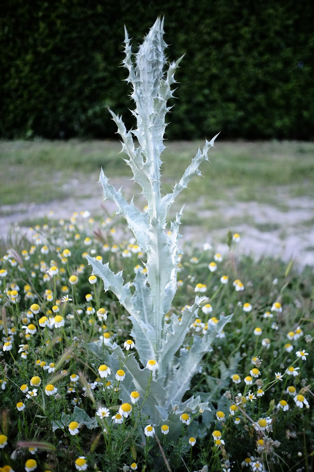 DSCF4920.JPG