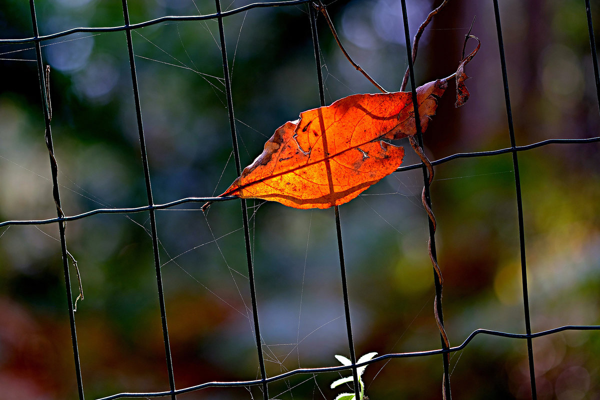 Canon EF 100 f/2.8 + Fringer EF-FX Pro II + X-H1 - 200 ISO - F2.8 - 1/160 seg.