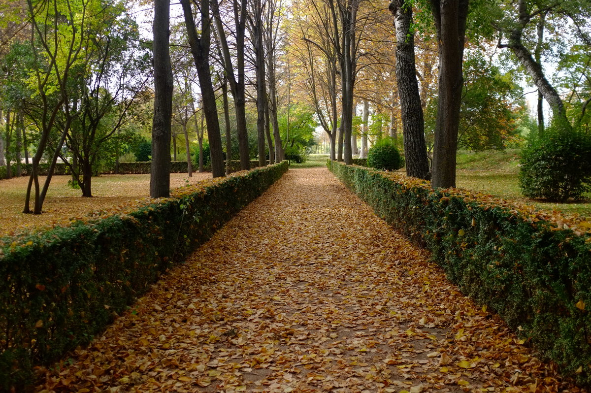 Parque en Otoño