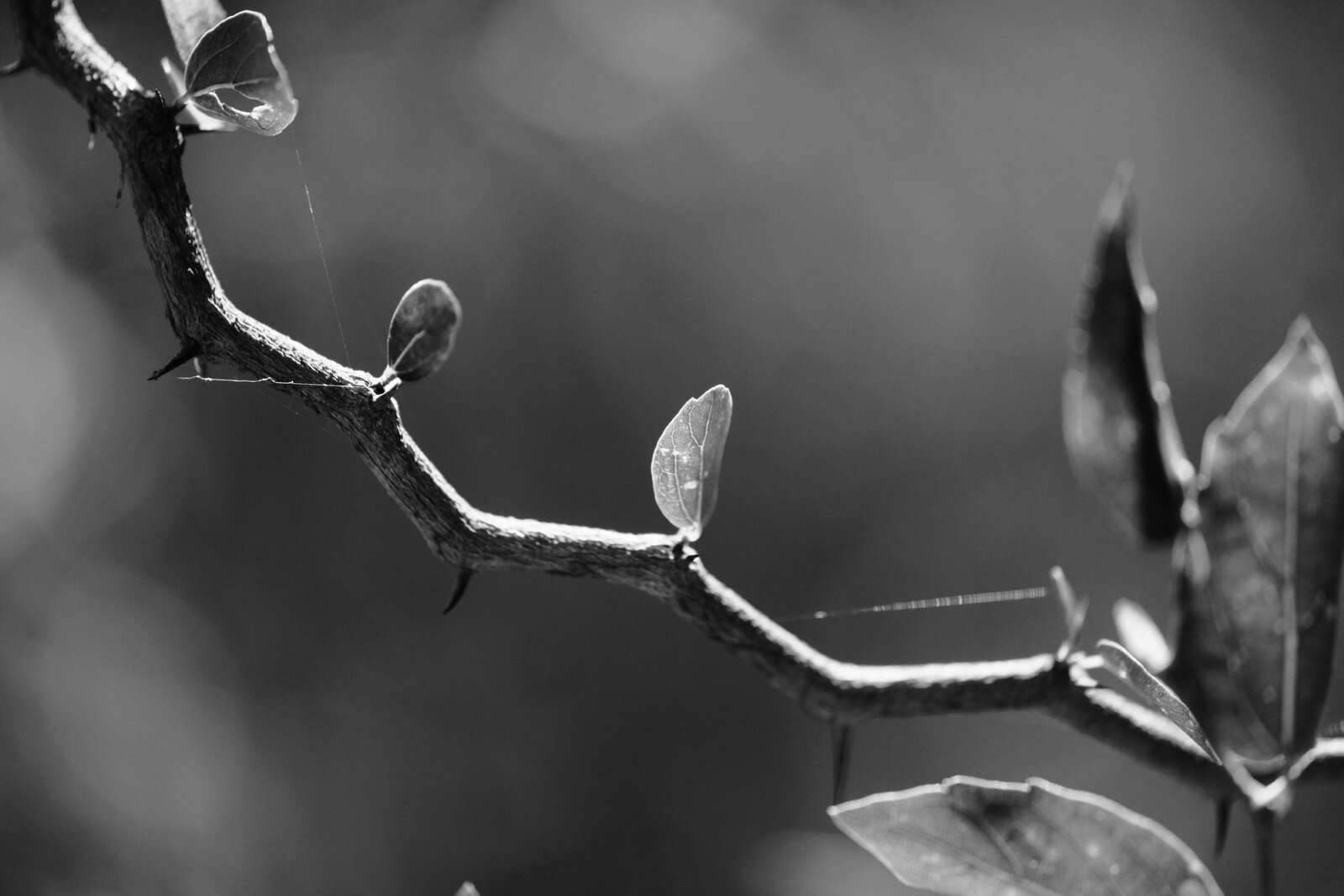 DSCF5648.JPG