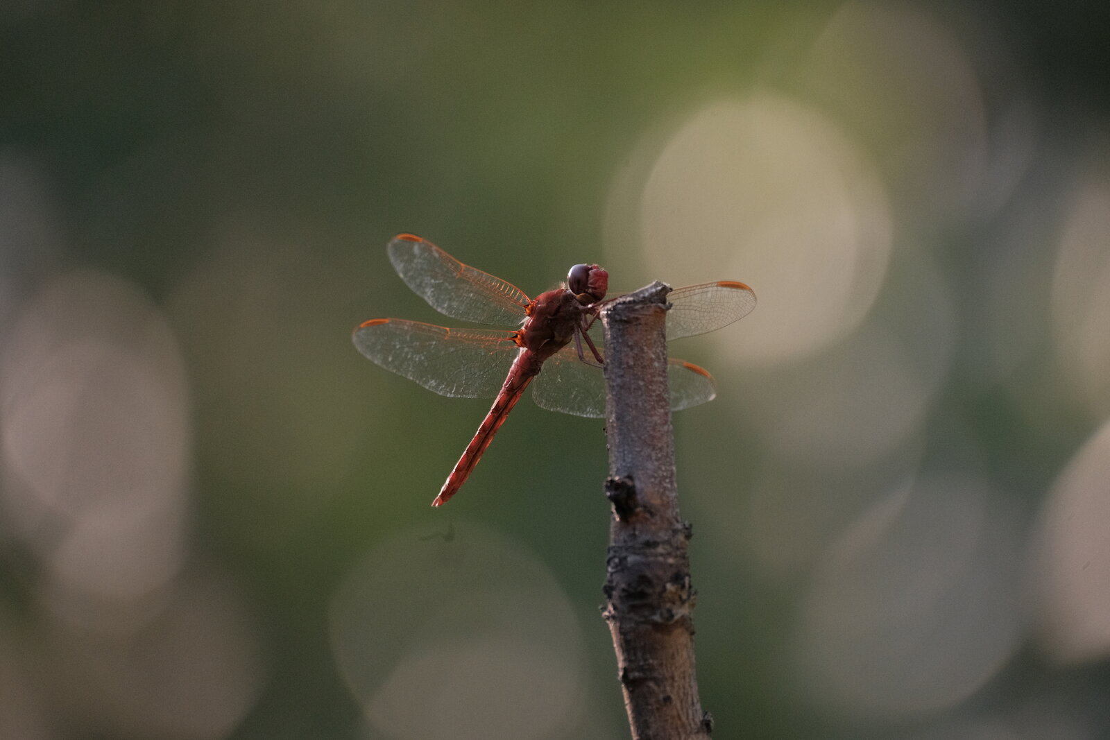 DSCF6086.JPG