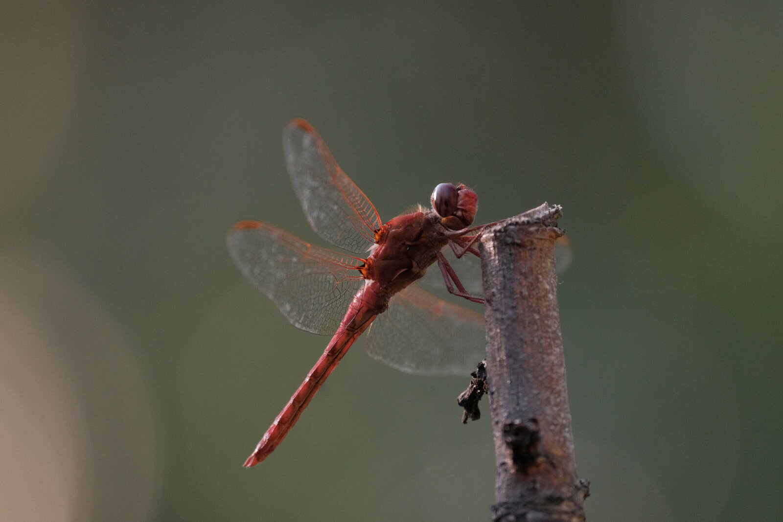 DSCF6093.JPG