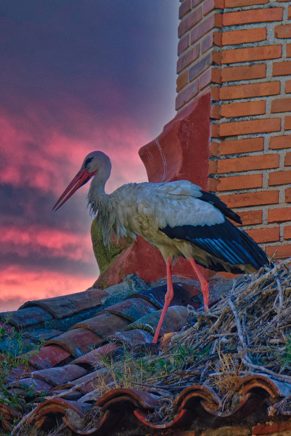 Atardecer de Cigüeñas