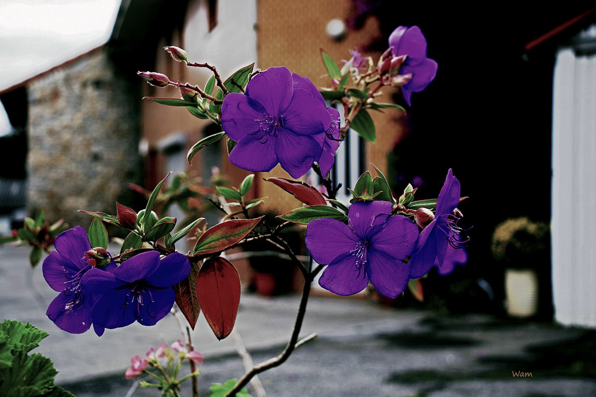 Flores de aldea