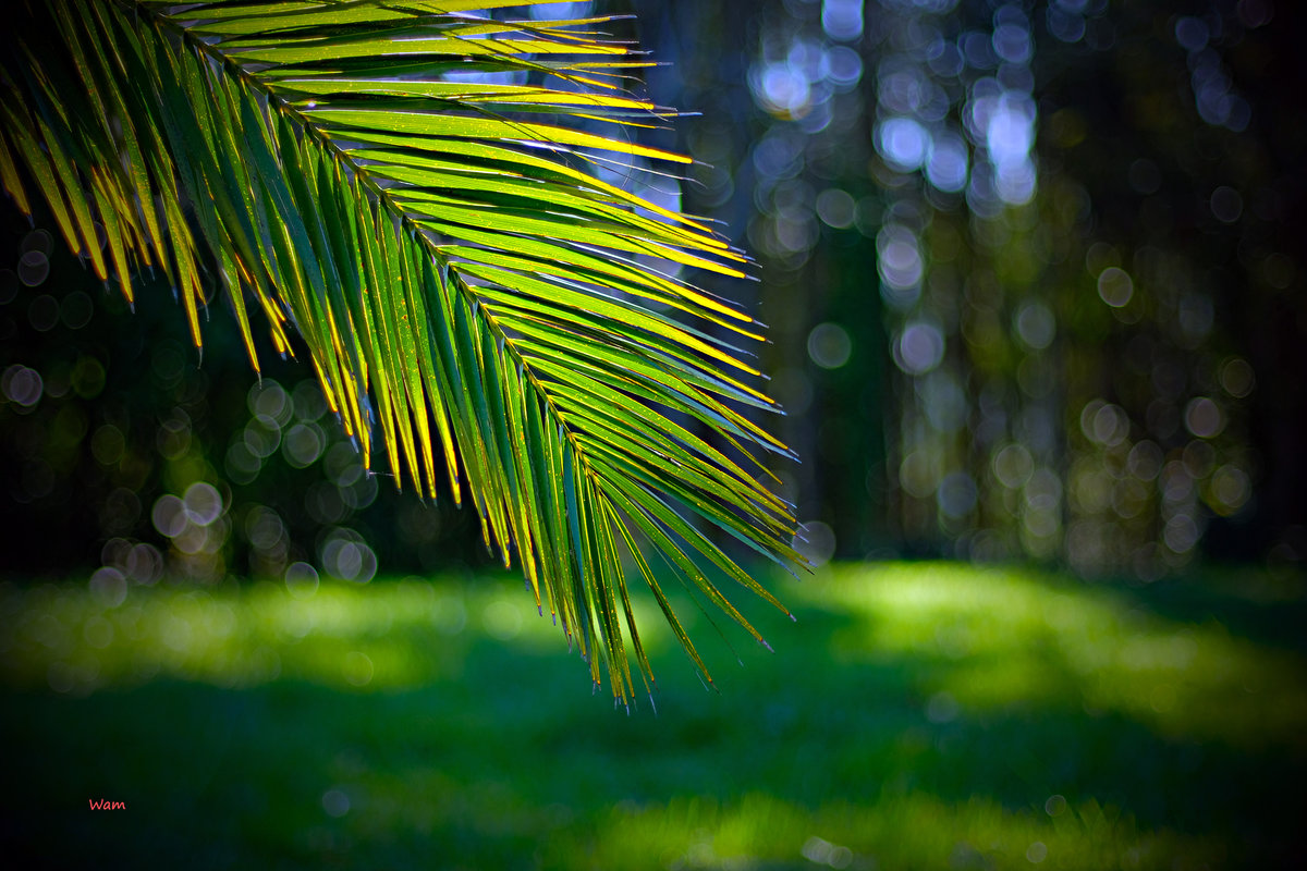 Luces y sombras en el jardín del otoño