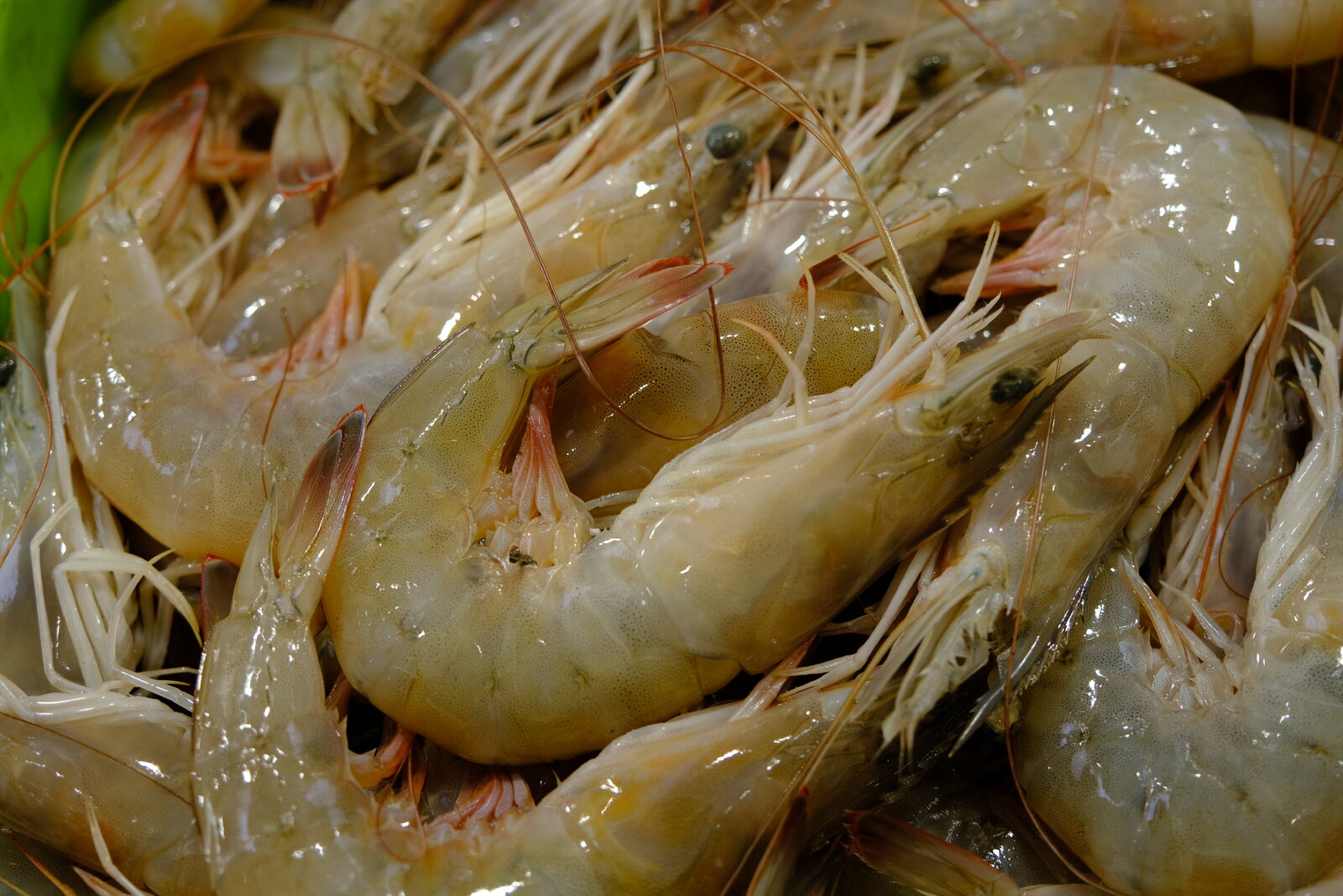 DSCF7203.JPG