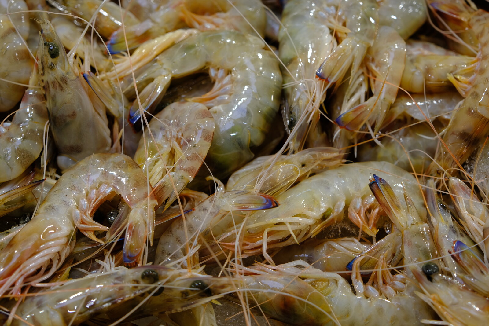 DSCF7209.JPG