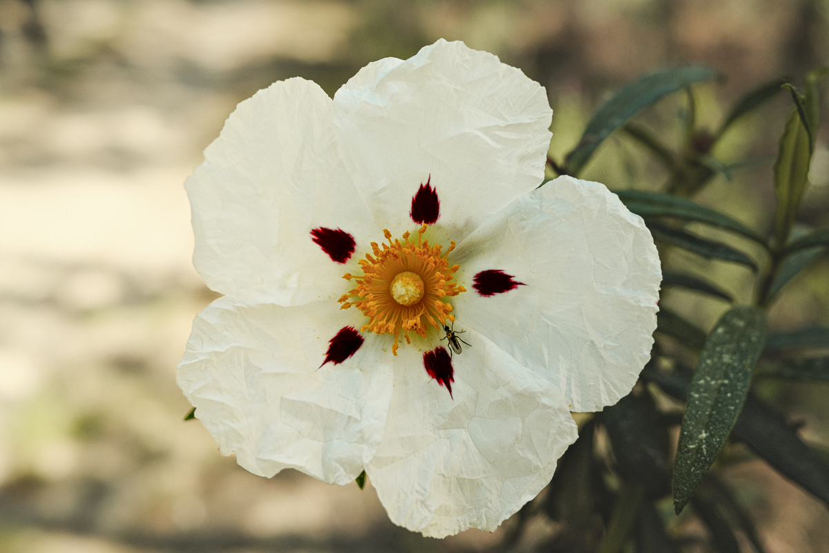 DSCF7480.jpg