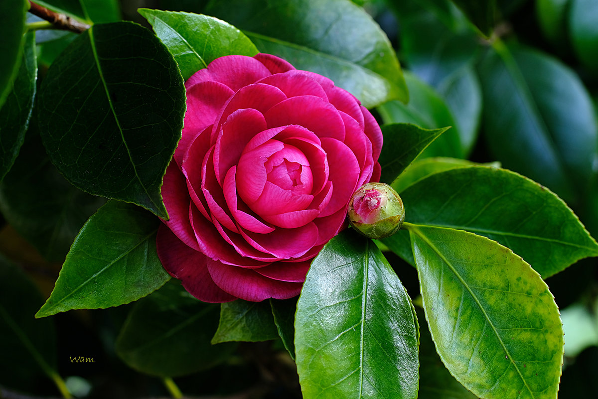 Camelia