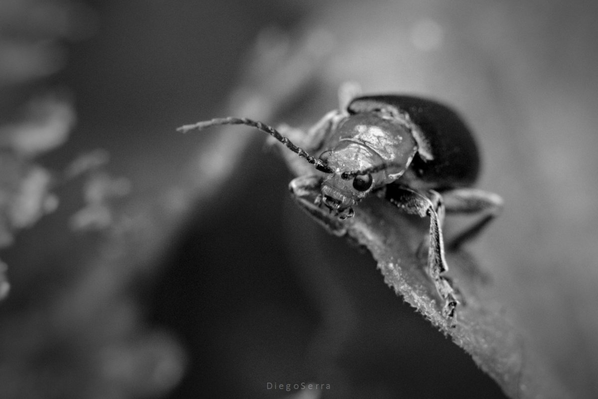 Habitante del jardín