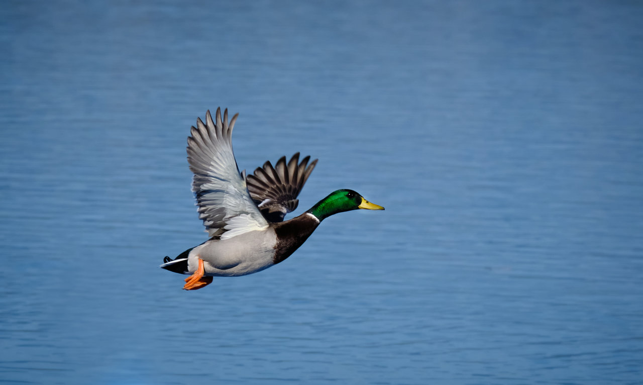 Qué bello es volar