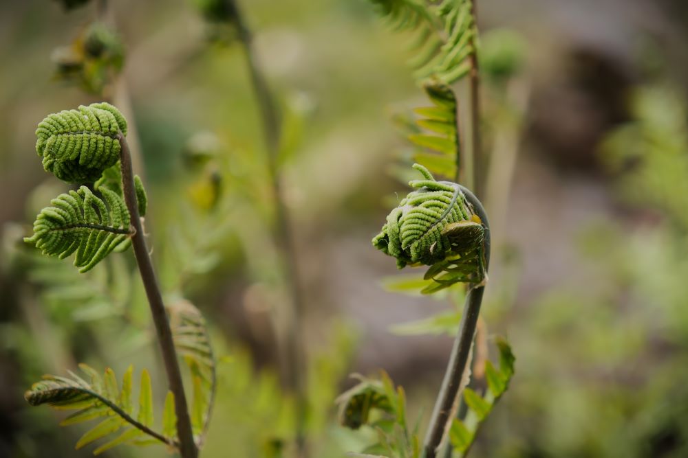 Brotes nuevos