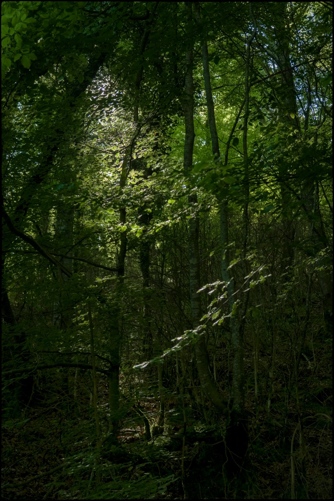 DSCF8713-1.jpg