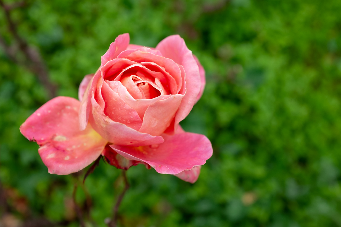 Flor de invierno