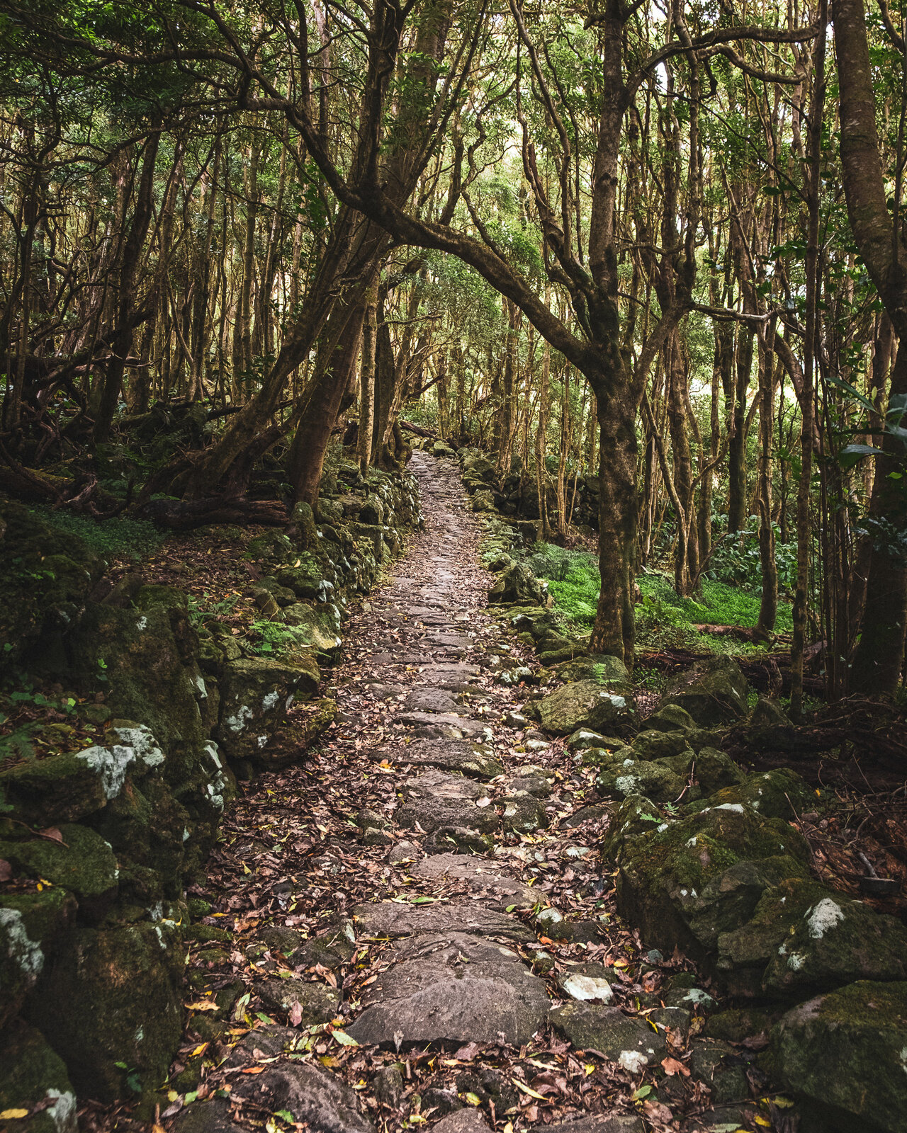 DSCF8717.jpg