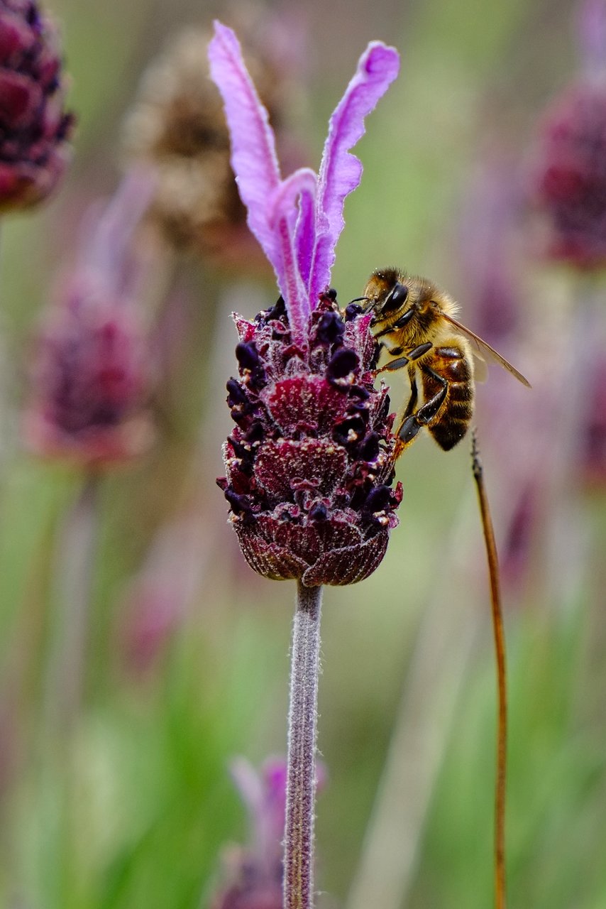 Apis mellifera