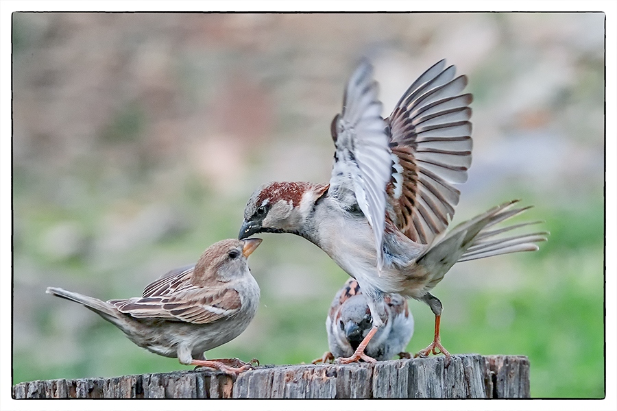 Guerra entre gorriones