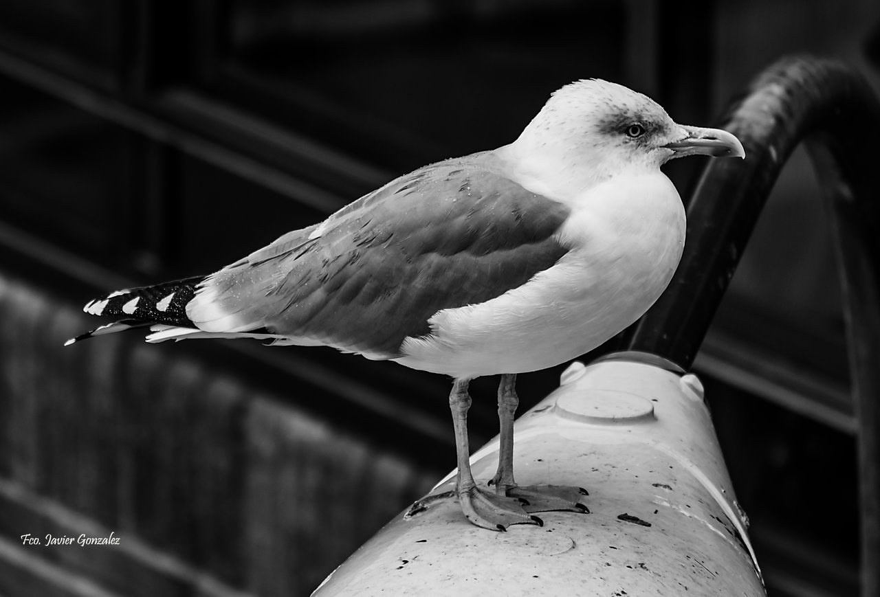 El pajaro