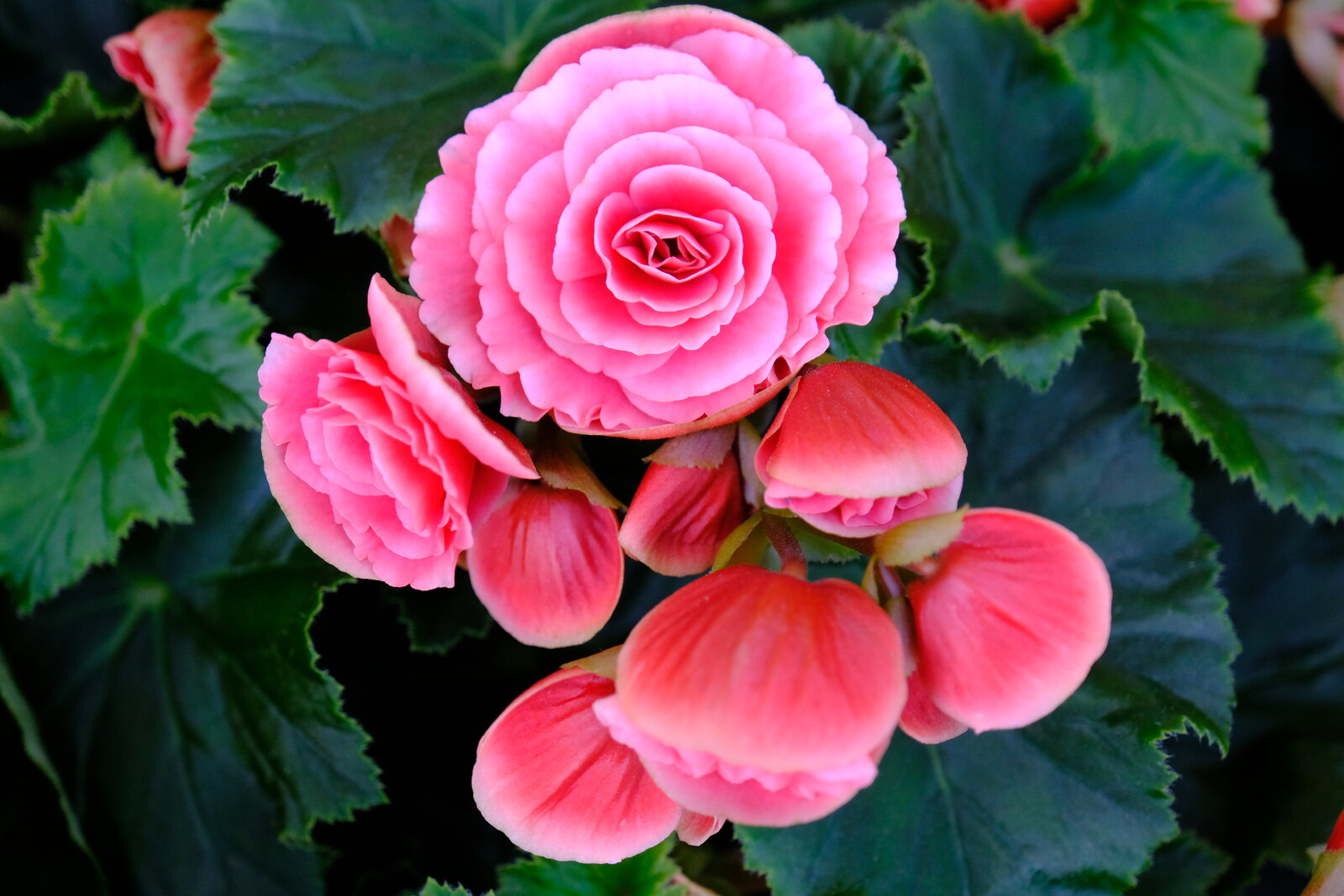 DSCF9938.JPG