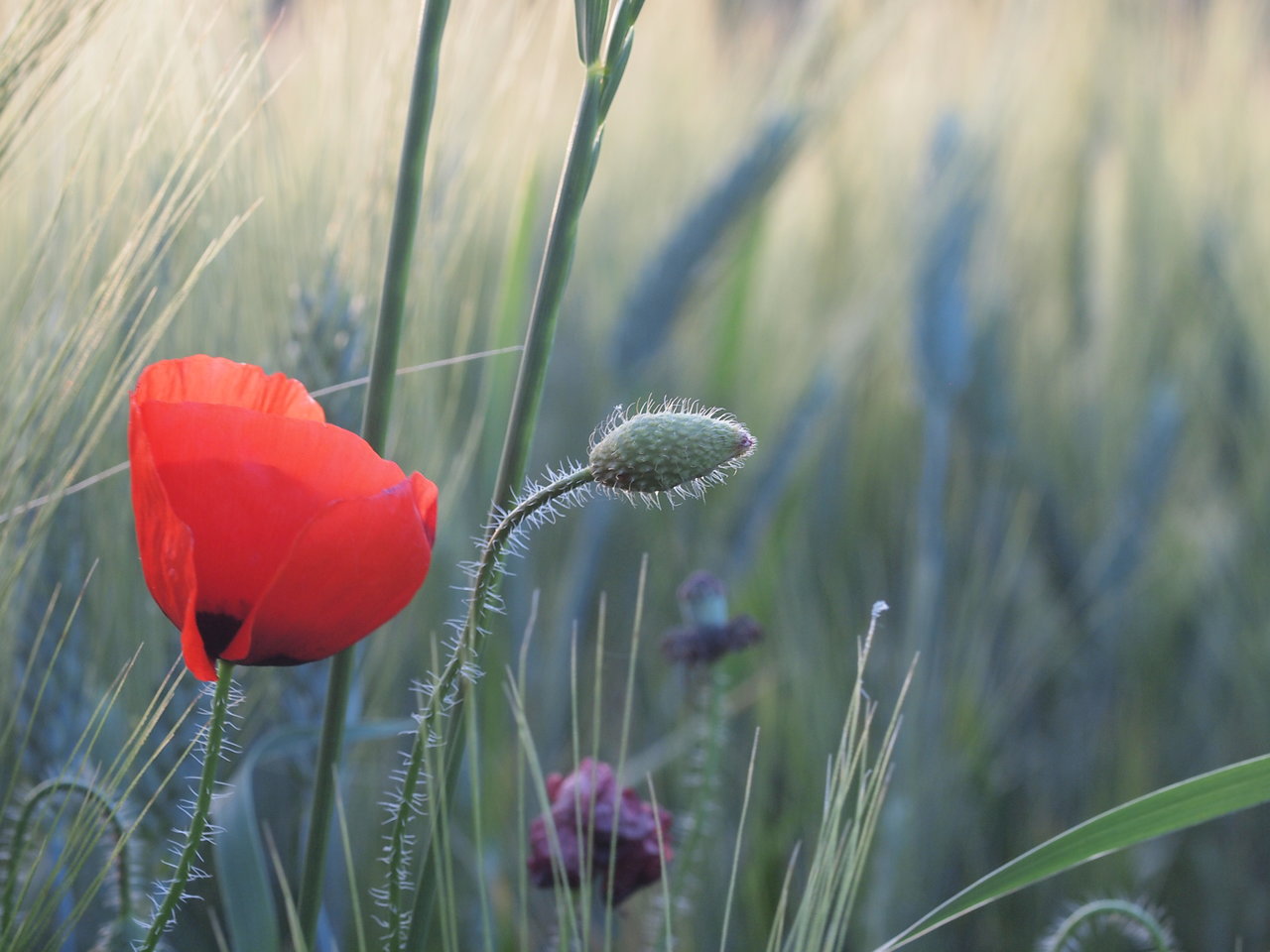 Amapolas