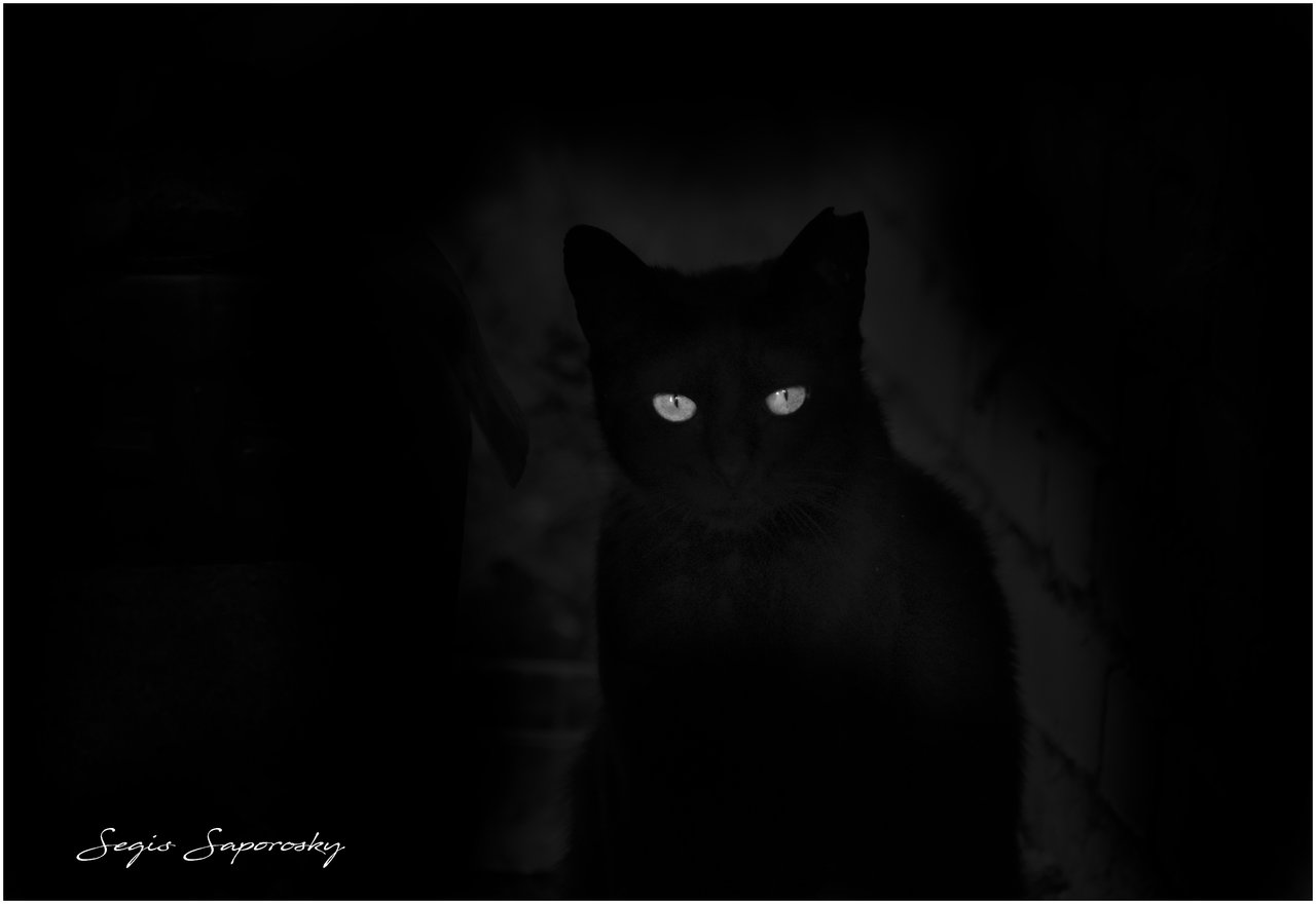 El gato negro.jpg