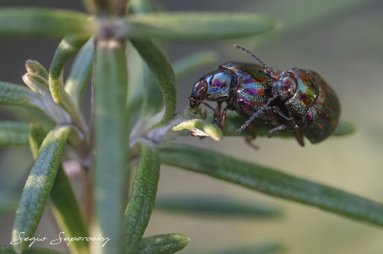 escarabajo del romero.jpg