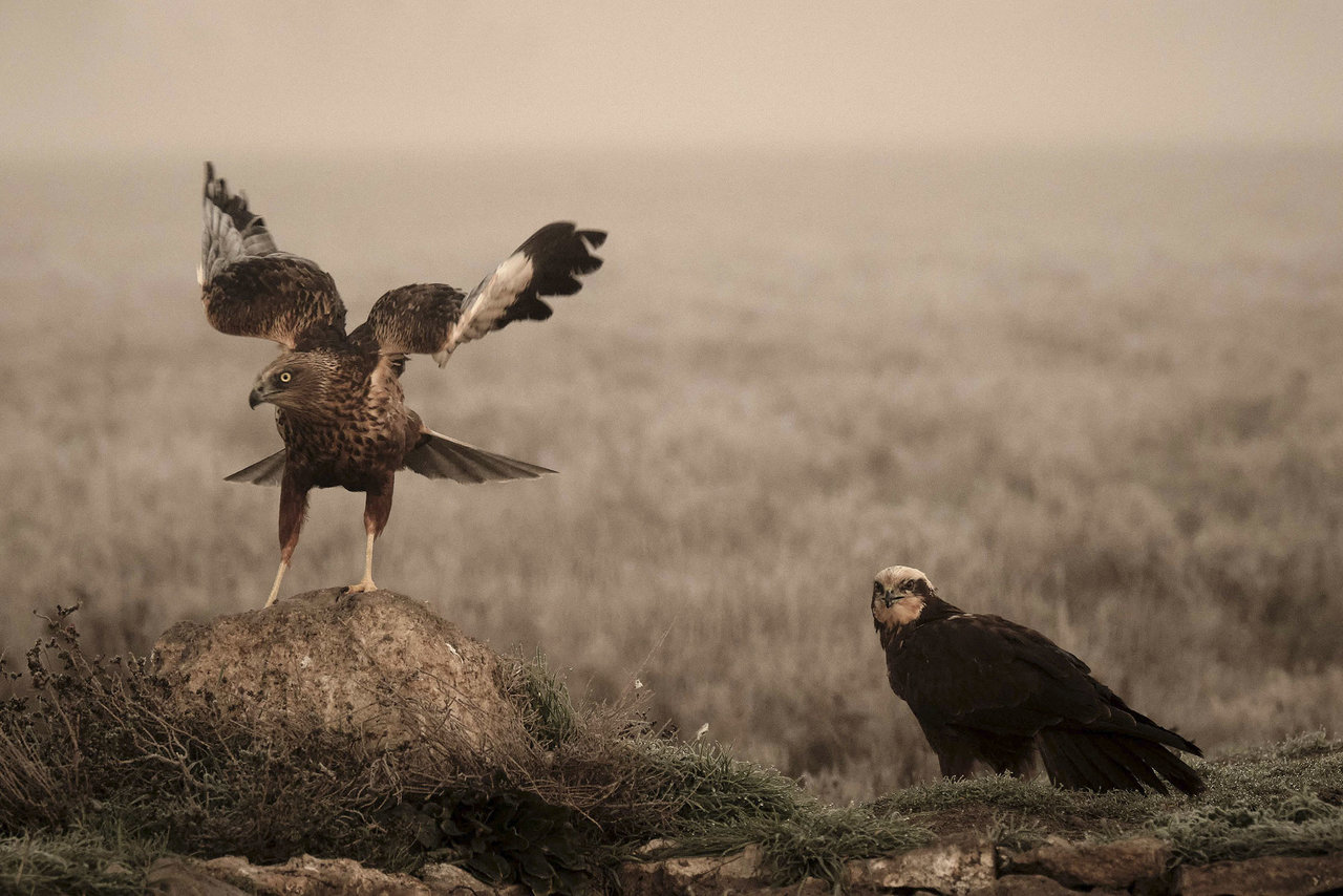 Aguiluchos en la niebla