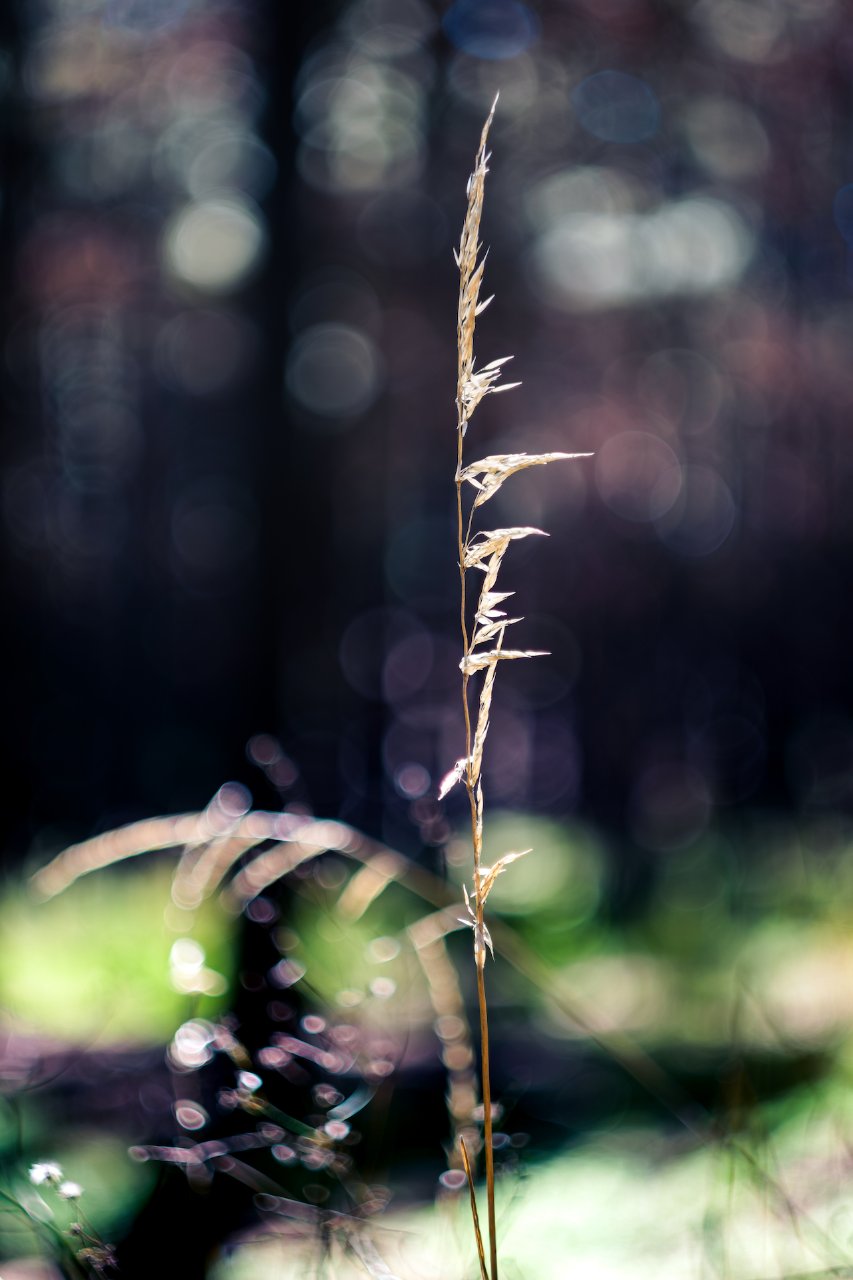 Espiga Helios44M.jpg