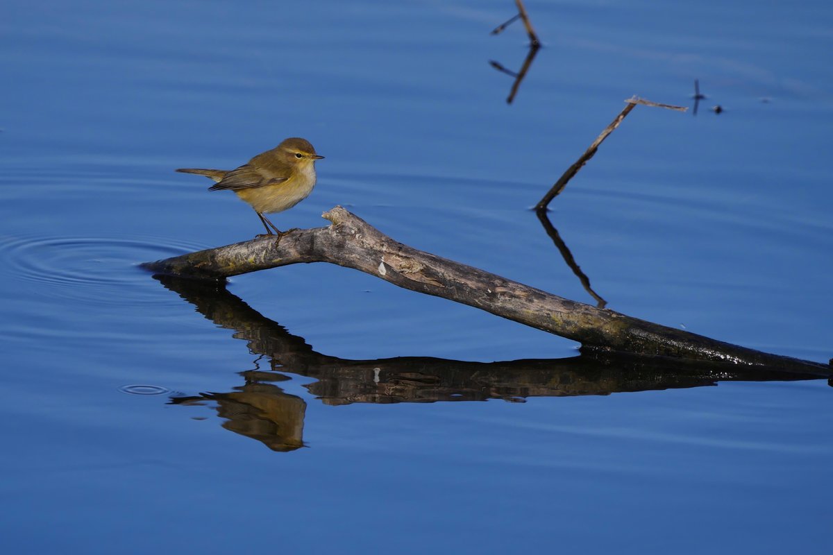 Pajarillo