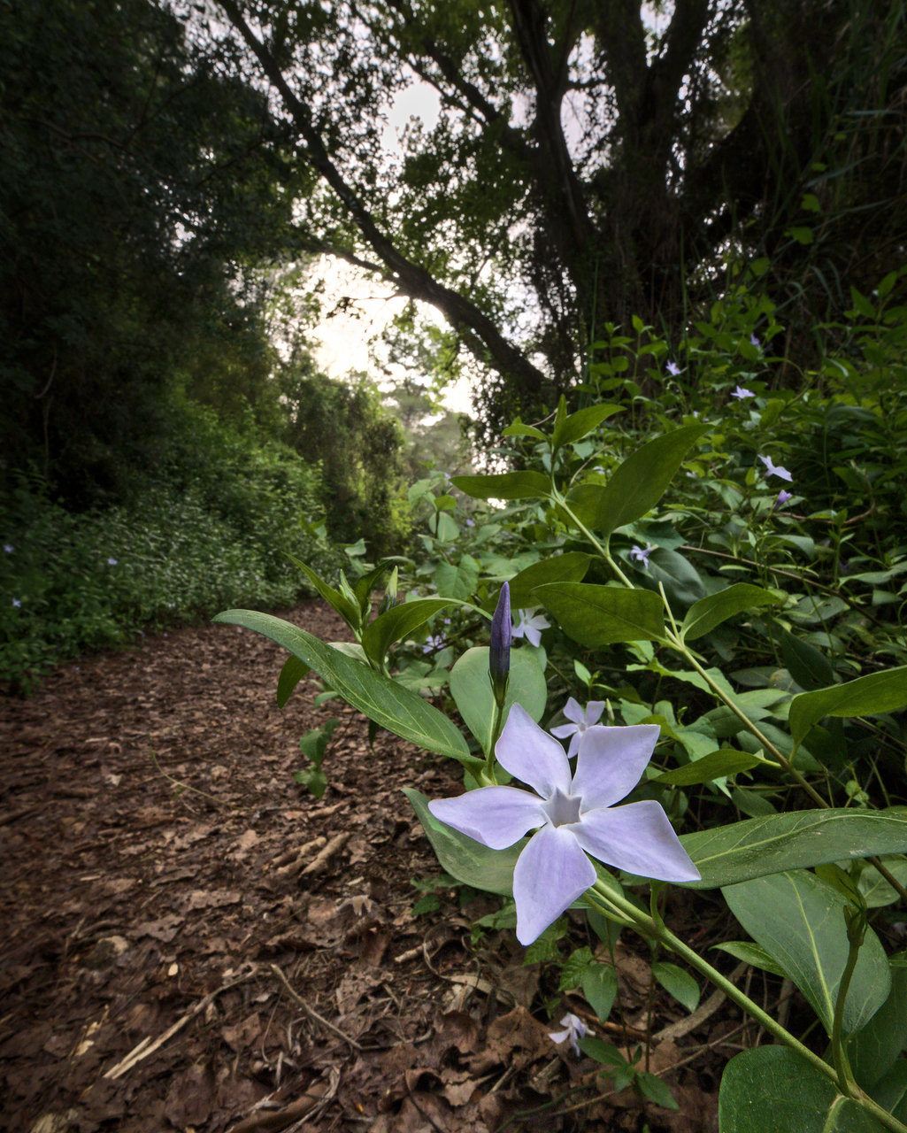 Flor al lado del camino